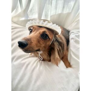 Cute dog sun hat
